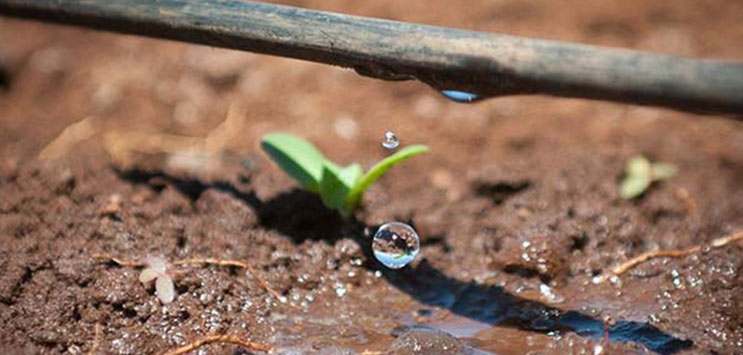 irrigazione-a-goccia