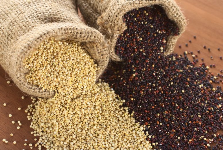 coltivazione quinoa