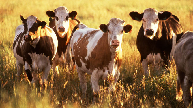 stress da caldo per i bovini