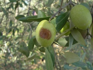 lebbra delle olive