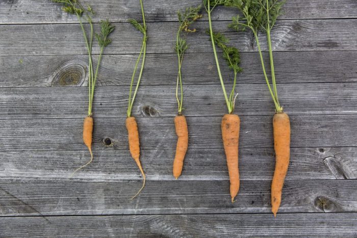 coltivazione carote