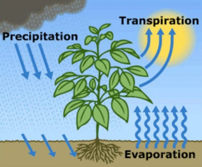 come far risparmiare acqua alle piante