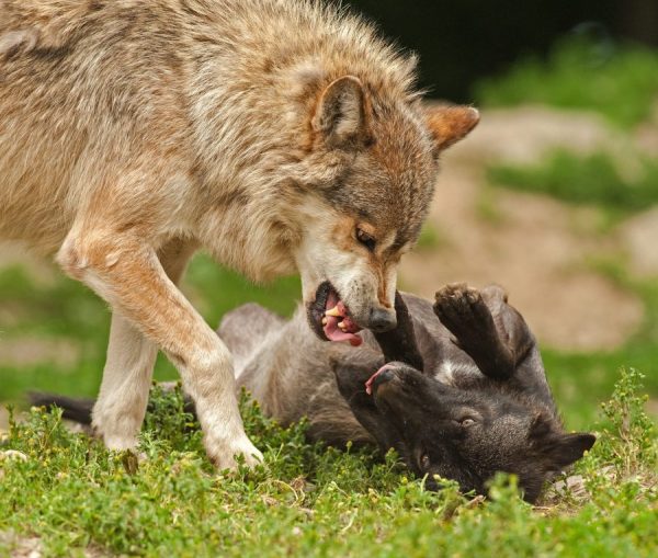 come difendere il gregge dai lupi