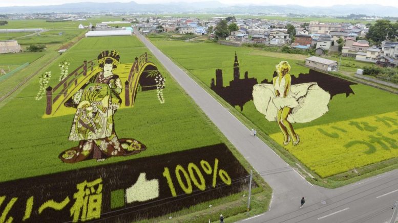opere d'arte campi di riso
