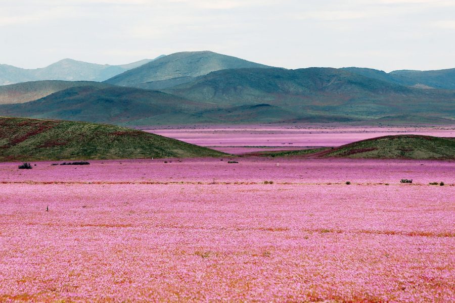 Cile deserto fiorito di Atacama