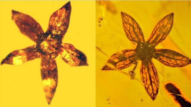 fiori preistorici dentro l'ambra della specie tropidogyne pentaptera