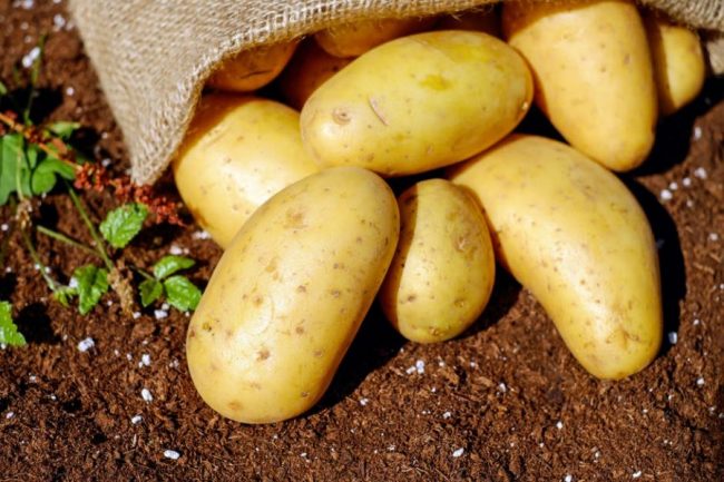 Coltivazione patate
