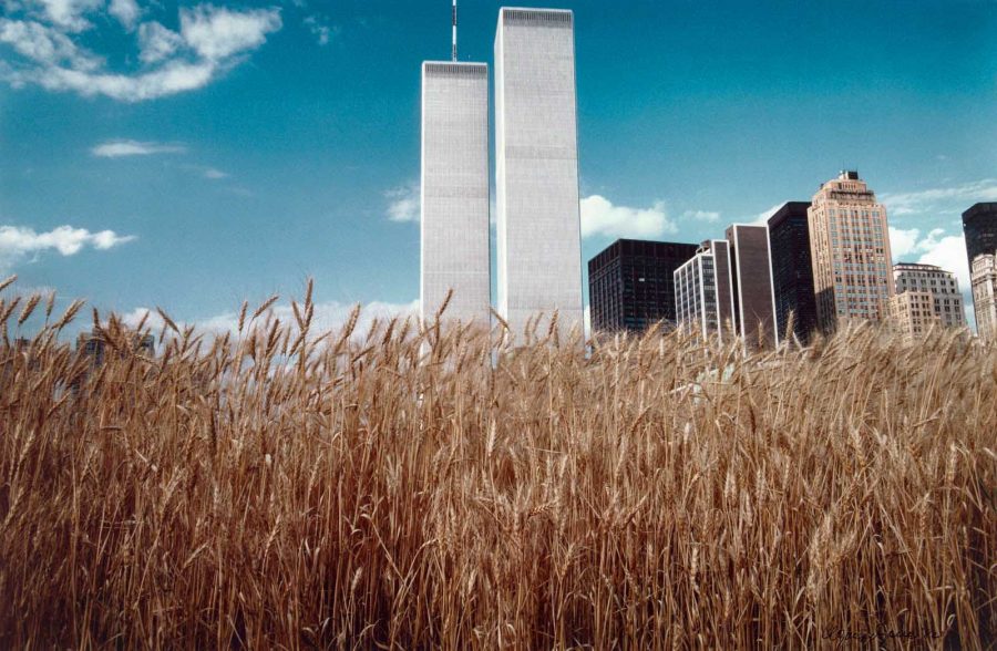 wheatfield campo di grano agnes denes manhattan twin towers
