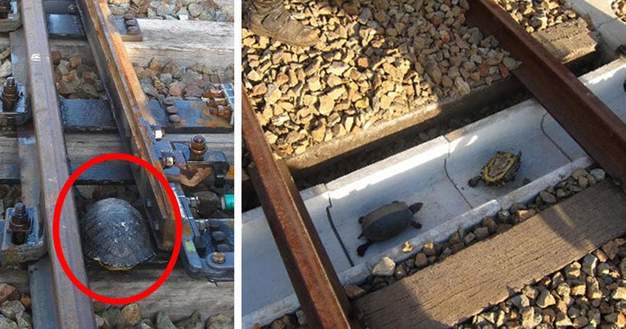 attraversamenti per animali - le ferrovie giapponesi a prova di tartaruga