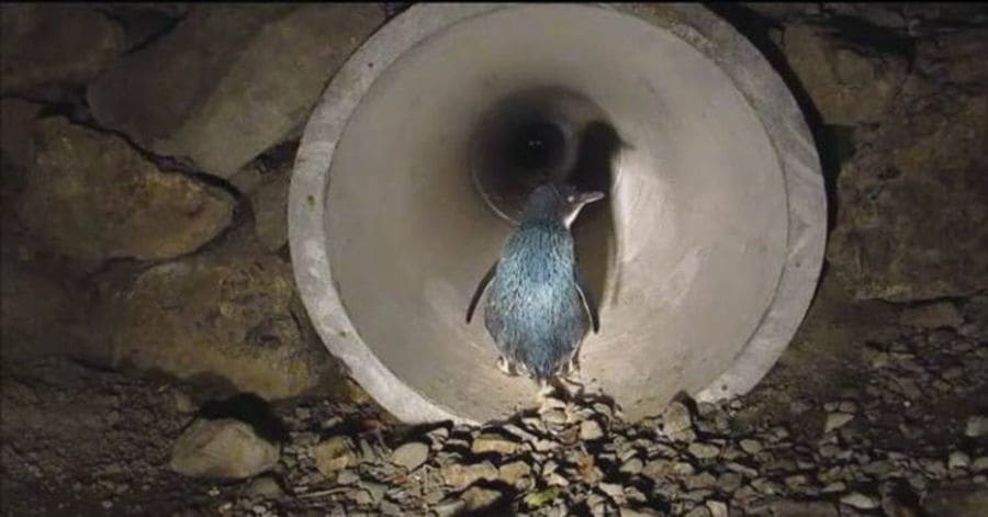 attraversamenti per animali - Nuova Zelanda un tunnel per proteggere i pinguini blu dal traffico