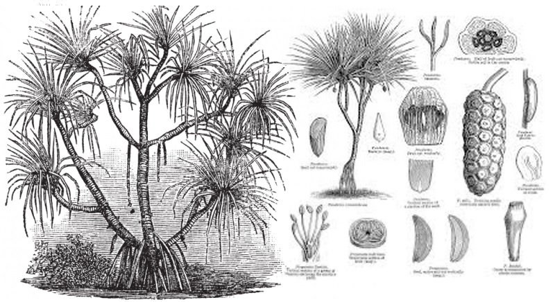 Pandanus Candelabrum, la pianta che cresce sopra i diamanti - Ricerca dell'americano Stephen Haggerty
