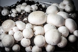 come coltivare i funghi