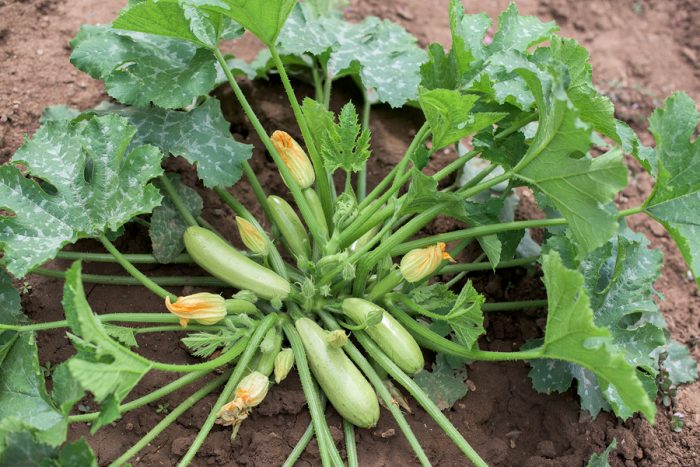 come coltivare le zucchine