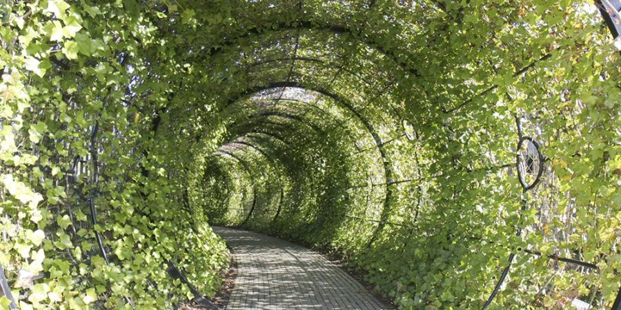 poison garden tunnel giardino dei veleni alnwick
