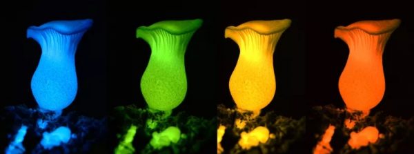 funghi bioluminescenti