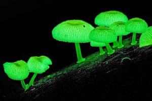 funghi-bioluminescenti