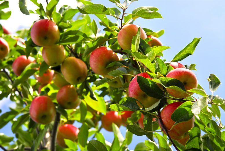 coltivazione e difesa del melo