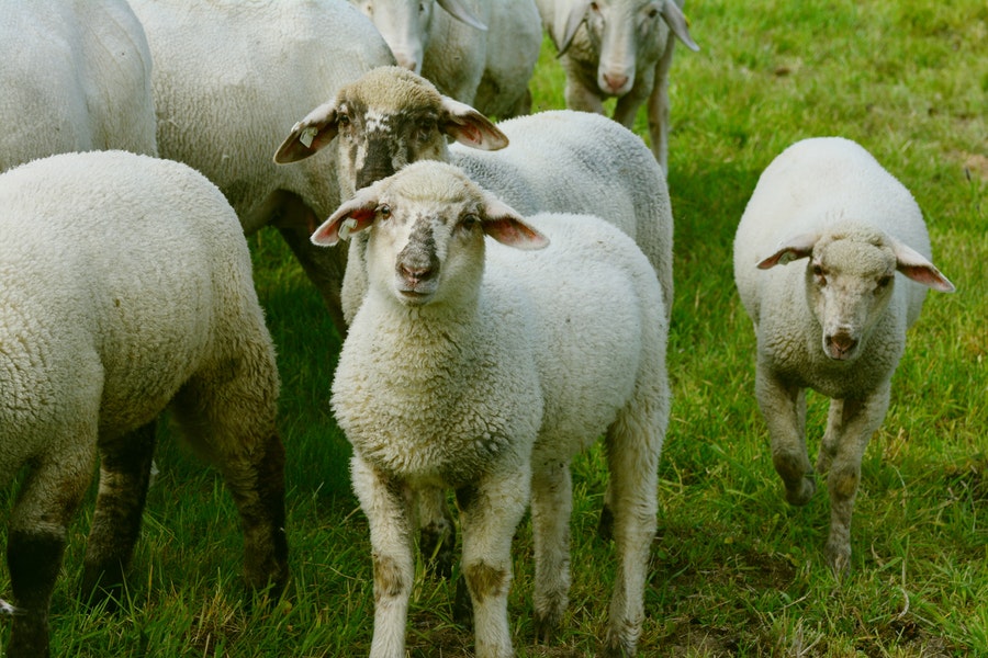Allevamento di pecore da carne