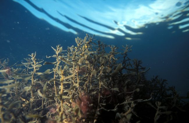 alghe in agricoltura