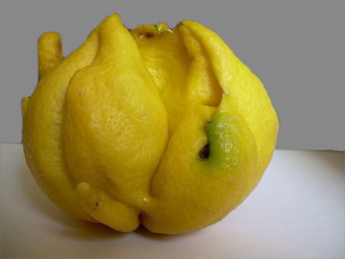parassiti del limone