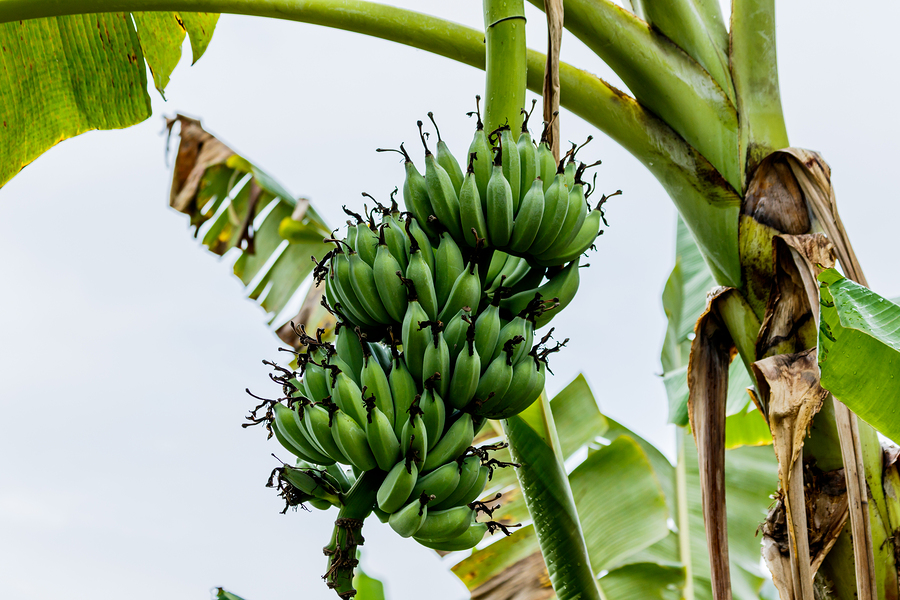 come coltivare la banana