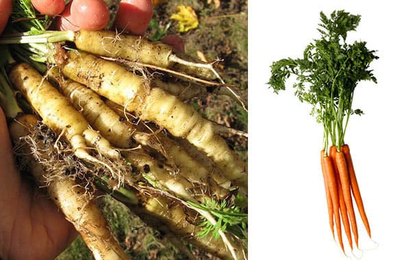Frutta e verdura - carota selvatica e moderna a confronto