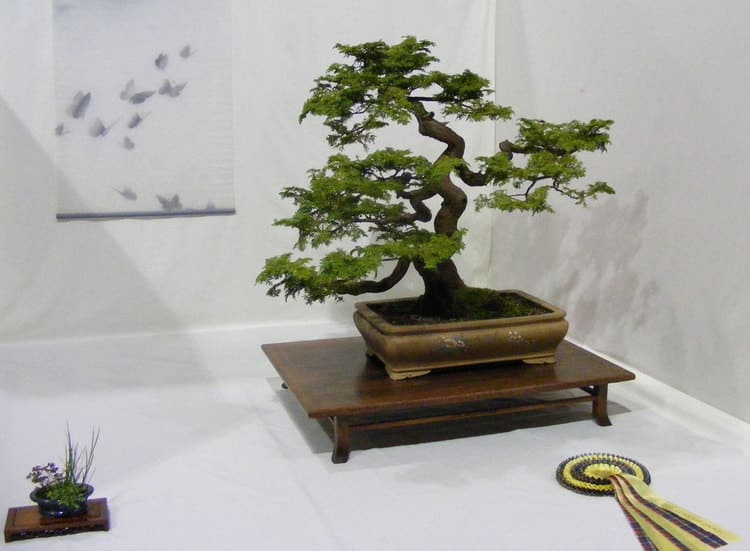 albero di bonsai in mostra