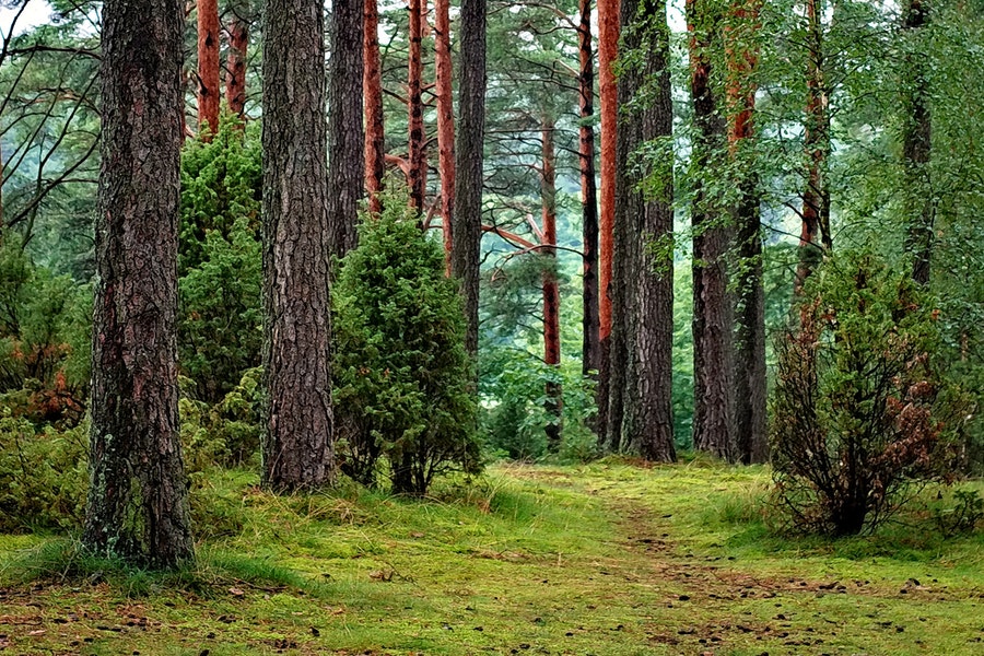 Più della metà delle foreste europee è scomparsa. 