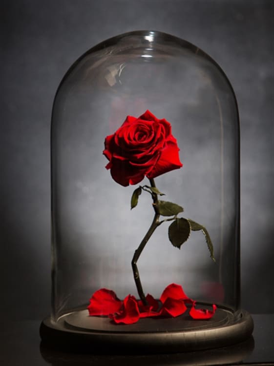 La rosa incantata del cartone “La Bella e la Bestia” esiste e vive per  sempre