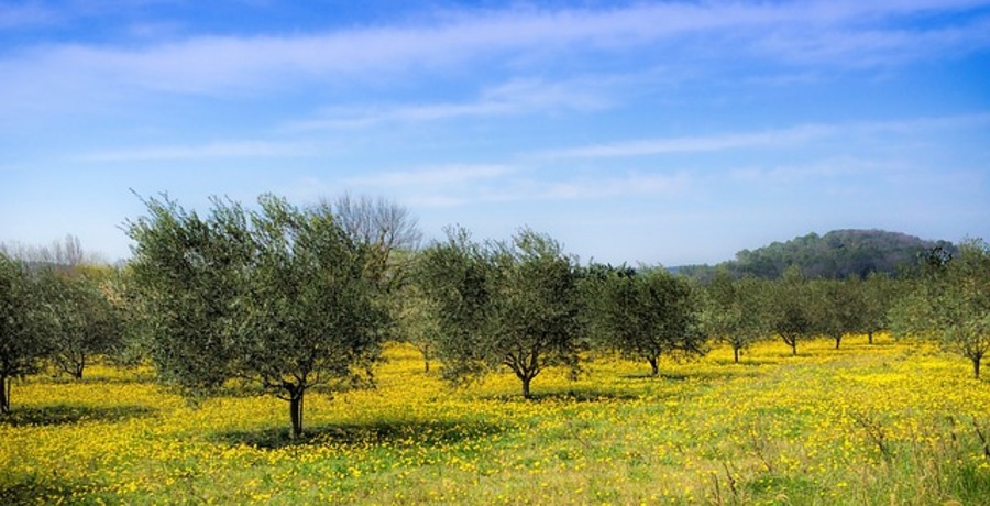 migliorare la produzione di olivo d’oliva