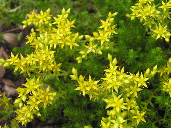 sedum acre con fiori gialli