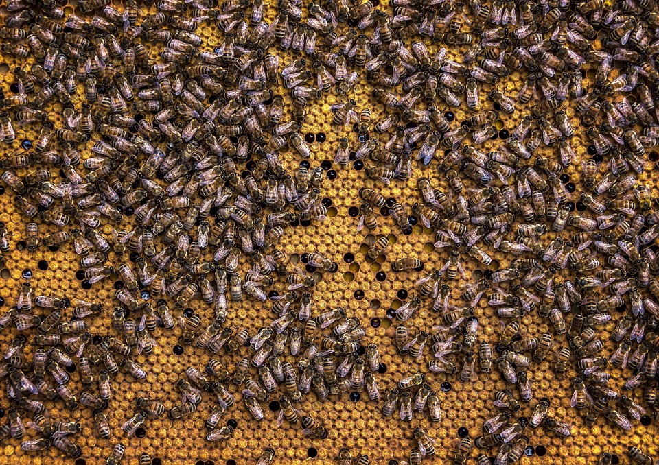 La vita delle api nell'alveare