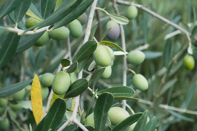 malattie dell'olivo