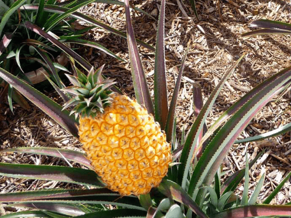 ananas heligan