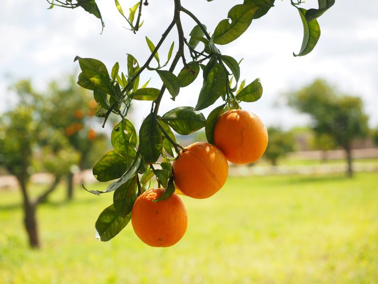 Come coltivare un albero di arancio