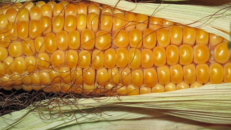 come raccogliere il mais