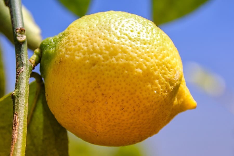 irrigazione limoni