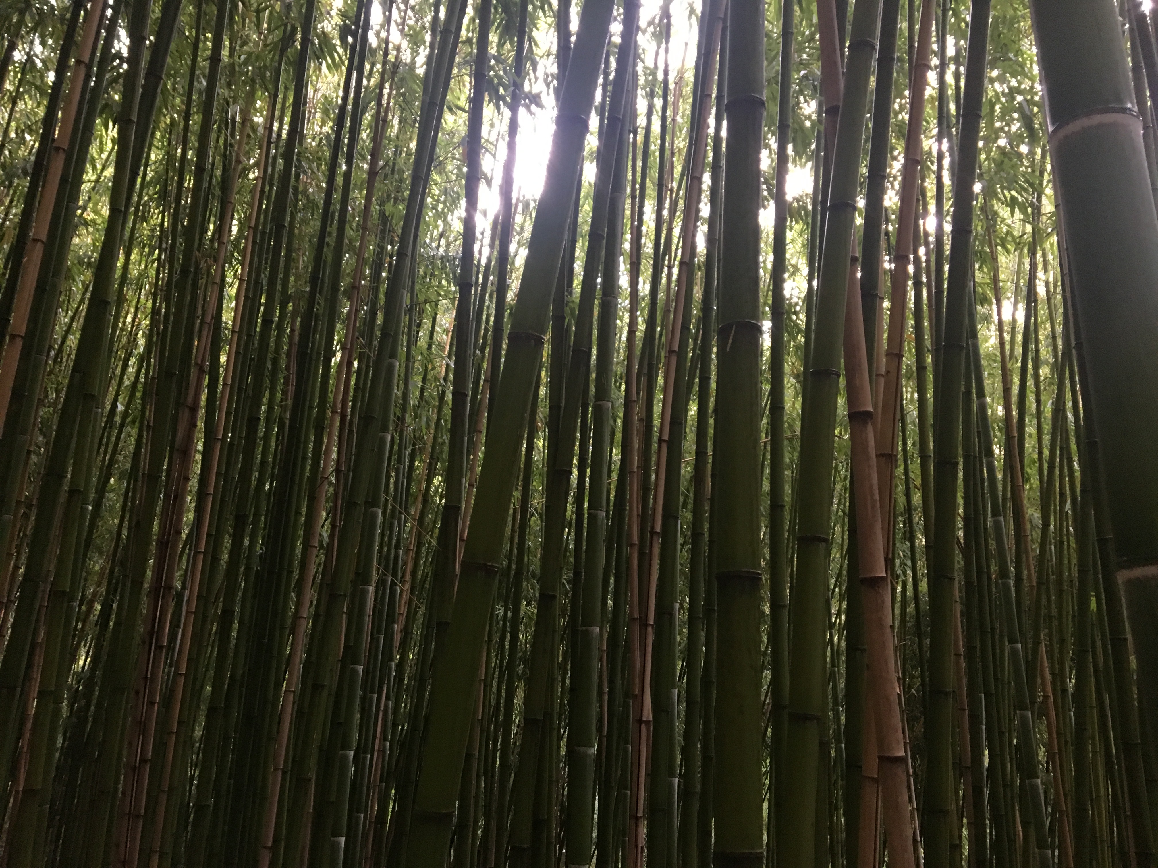 bambu gigante