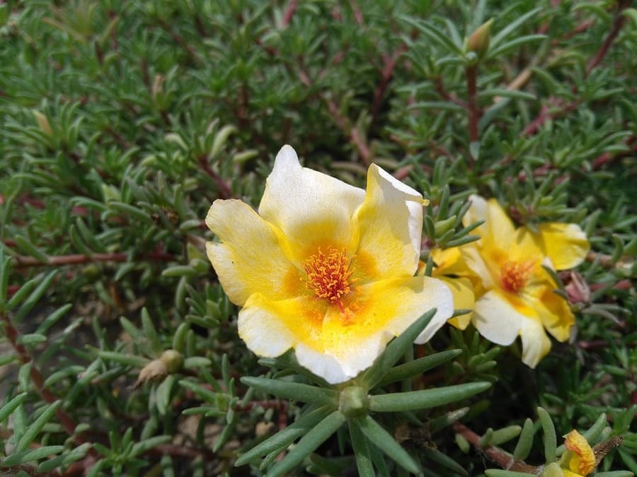 come coltivare portulaca
