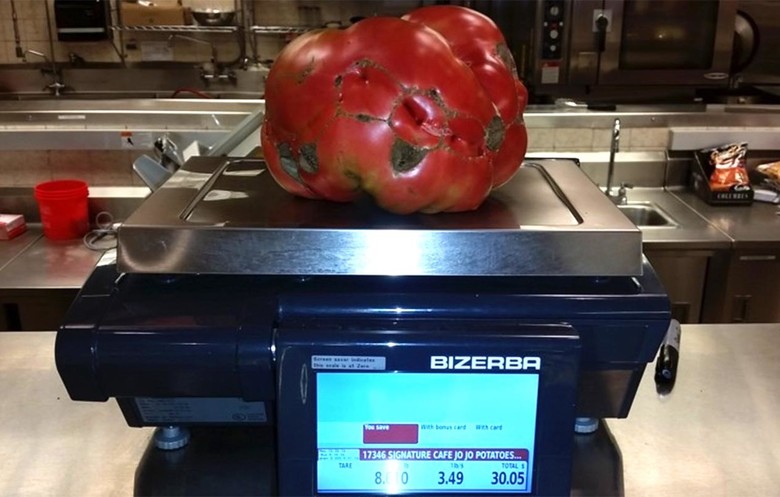 pomodoro gigante
