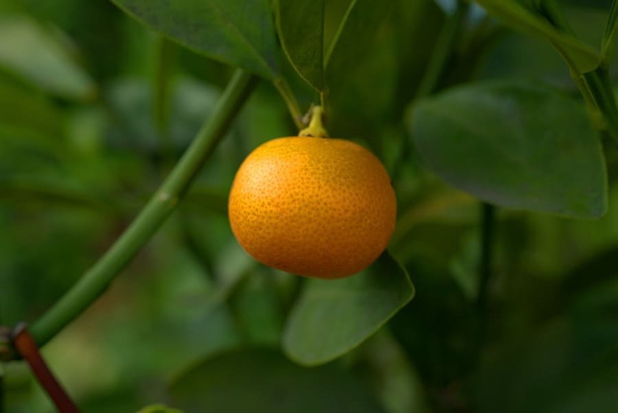 potare il mandarino
