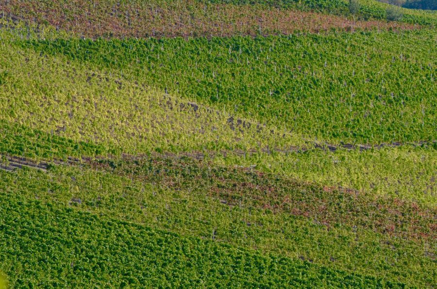 Inerbimento del vigneto