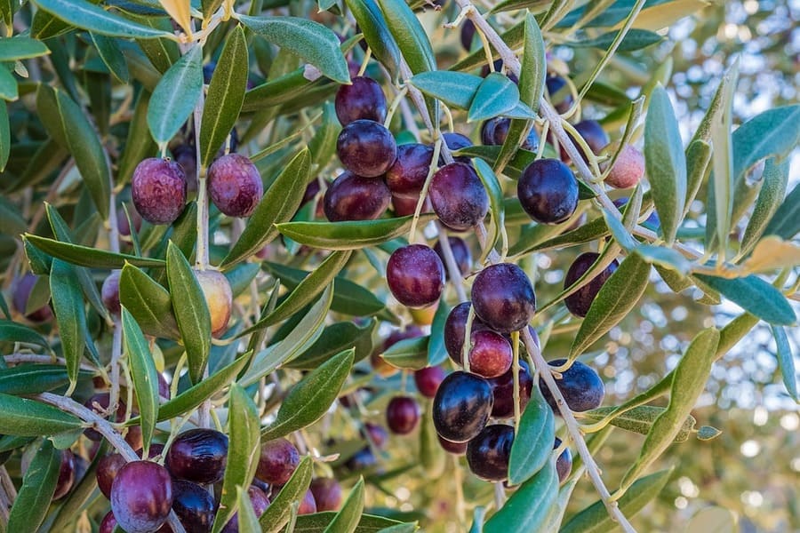 Oliveto Scam concime specifico per la concimazione dell'olivo