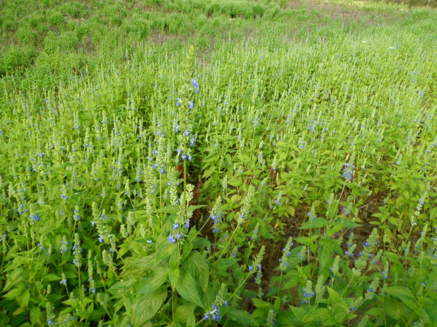 La coltivazione della Salvia Hispanica