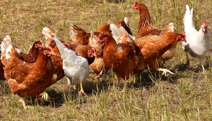 Allevare galline ovaiole a terra: ecco come avere uova (quasi) d'oro