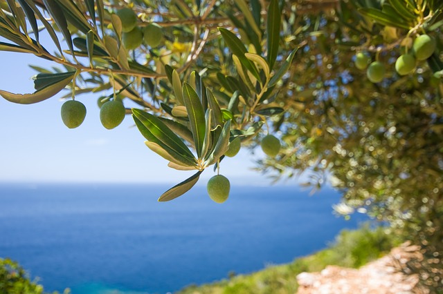tignola dell'olivo