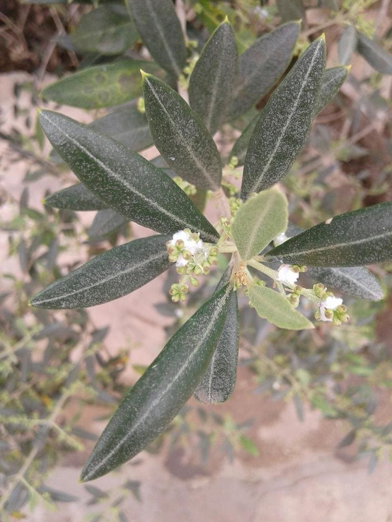 rimedi cotonello olivo