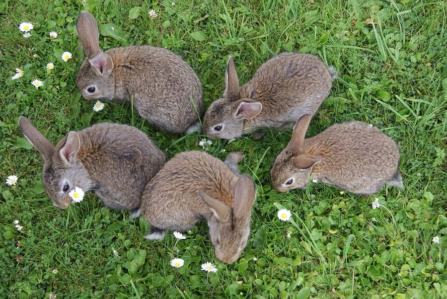 come allevare conigli