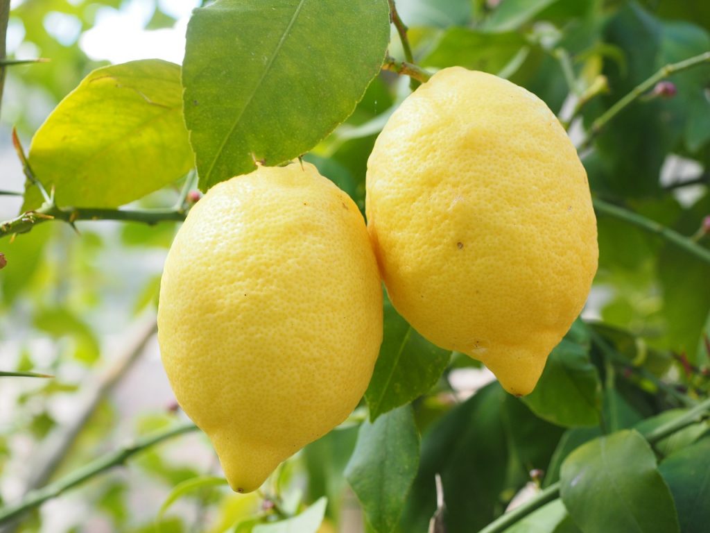 Piticchia del limone