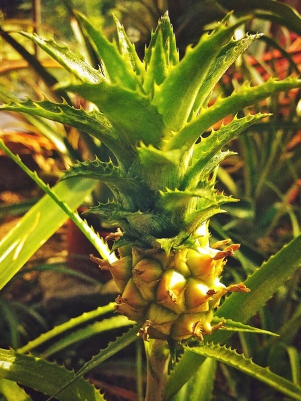 pianta di ananas